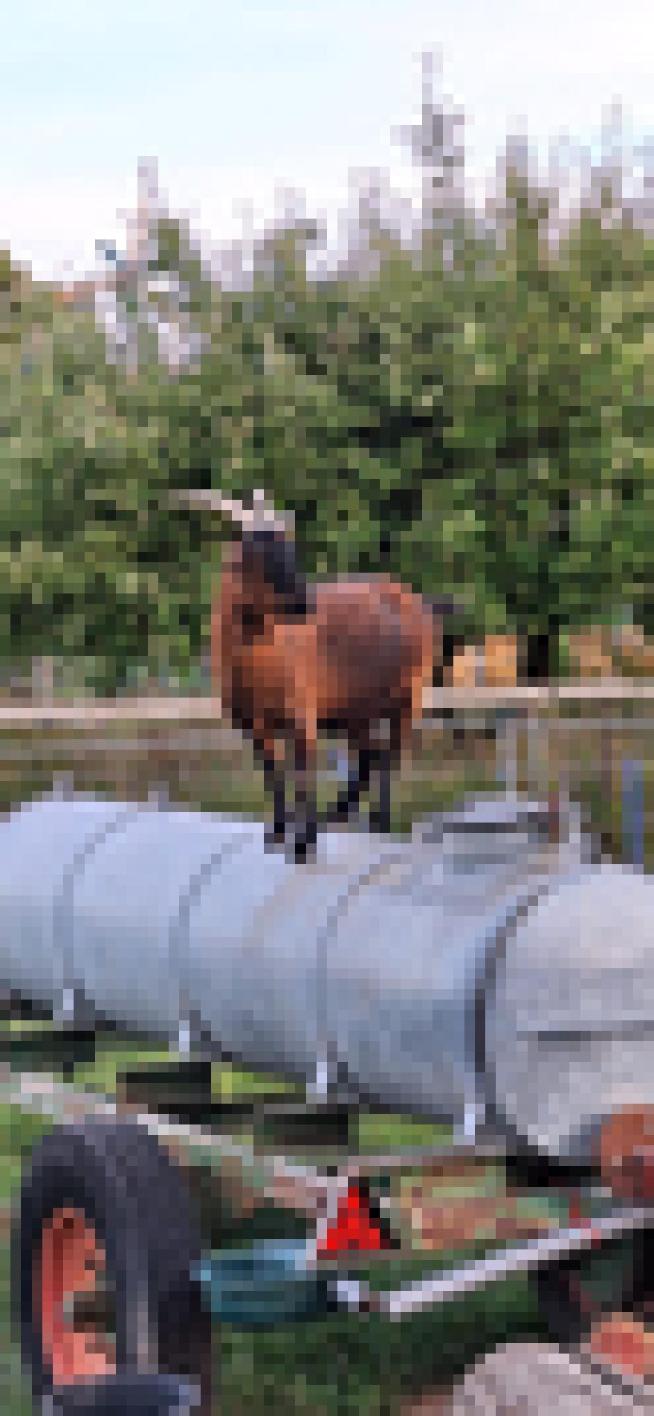 Ziege auf dem Hof Farm Family