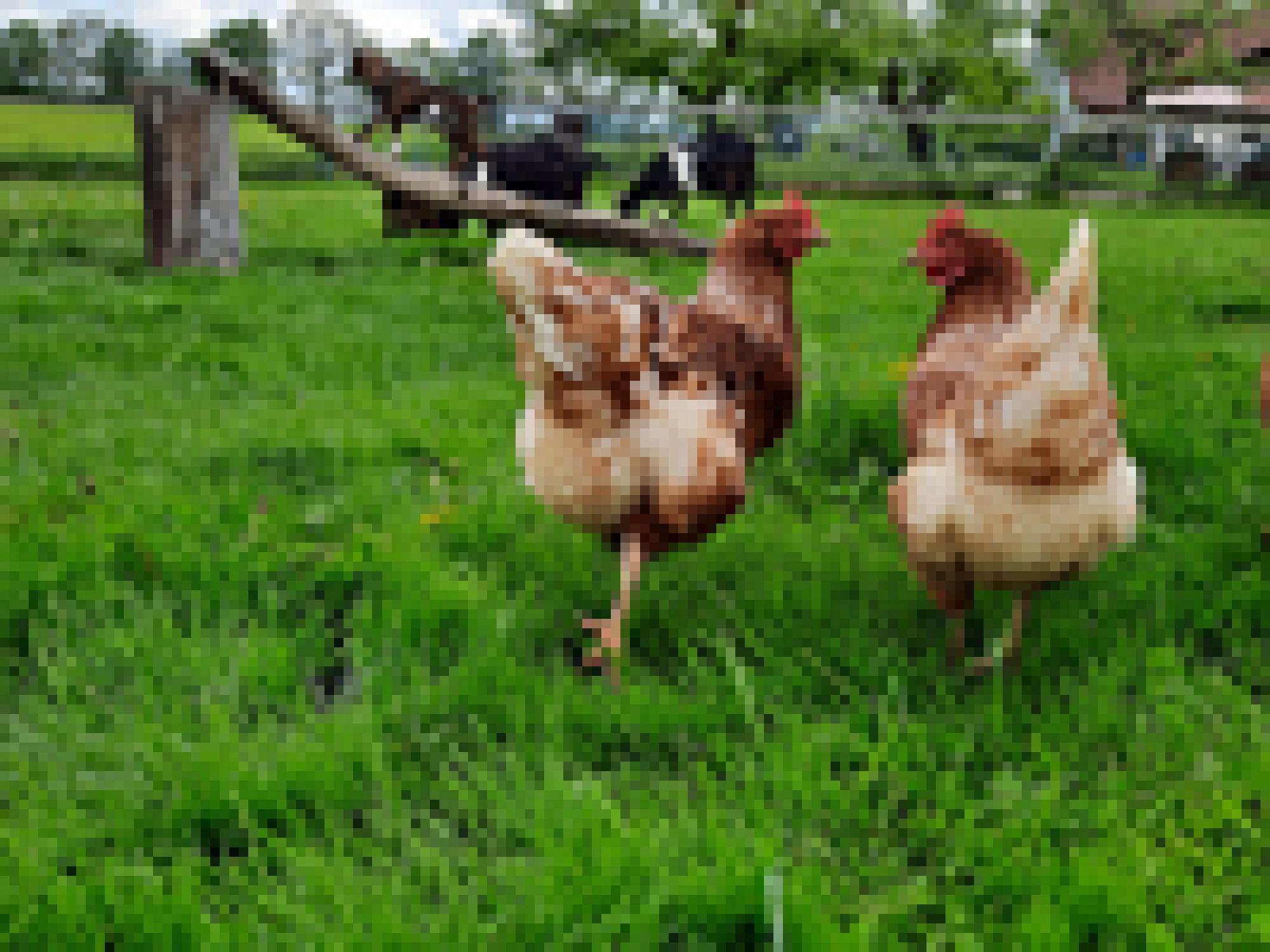 Hühner auf dem Hof der Farm Family
