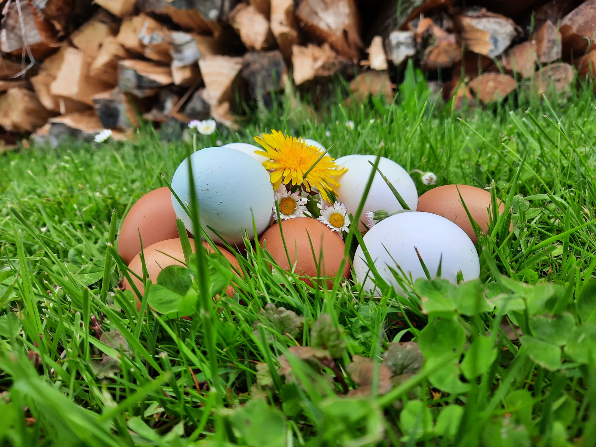 Frische Eier vom Hof