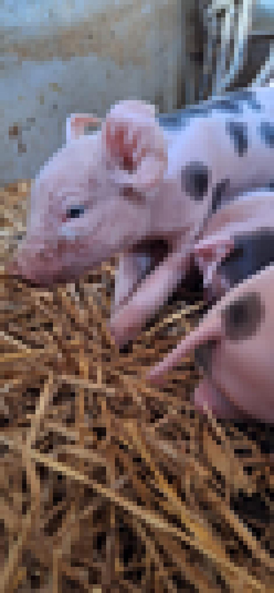 Tiere auf der Weide